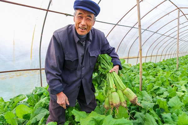 河口镇河口村的农户正在采收青萝卜.jpg